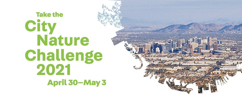 Phoenix City Nature Challenge 2021