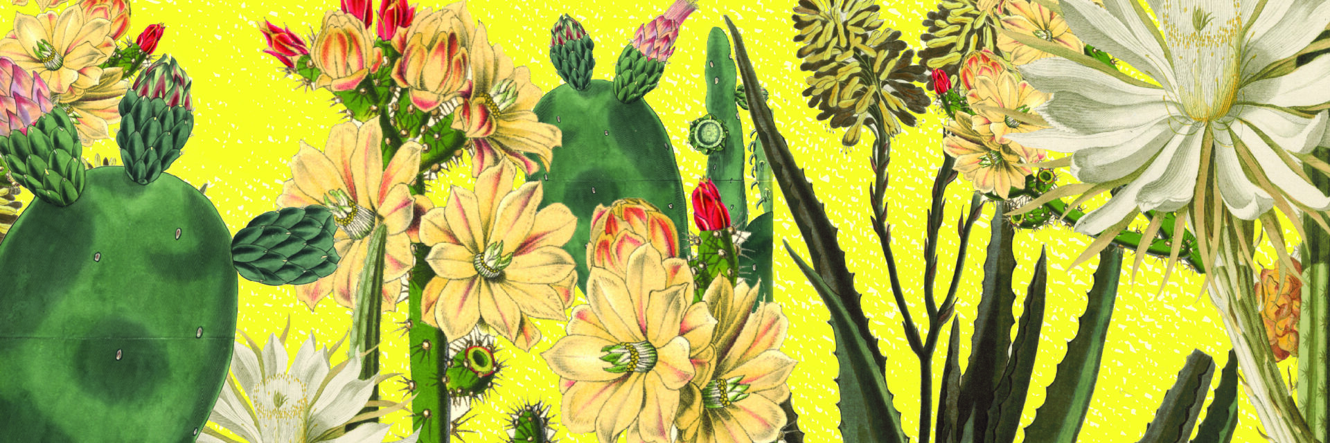 Arte del simposio de cactus
