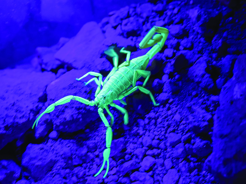 Scorpion under a black light