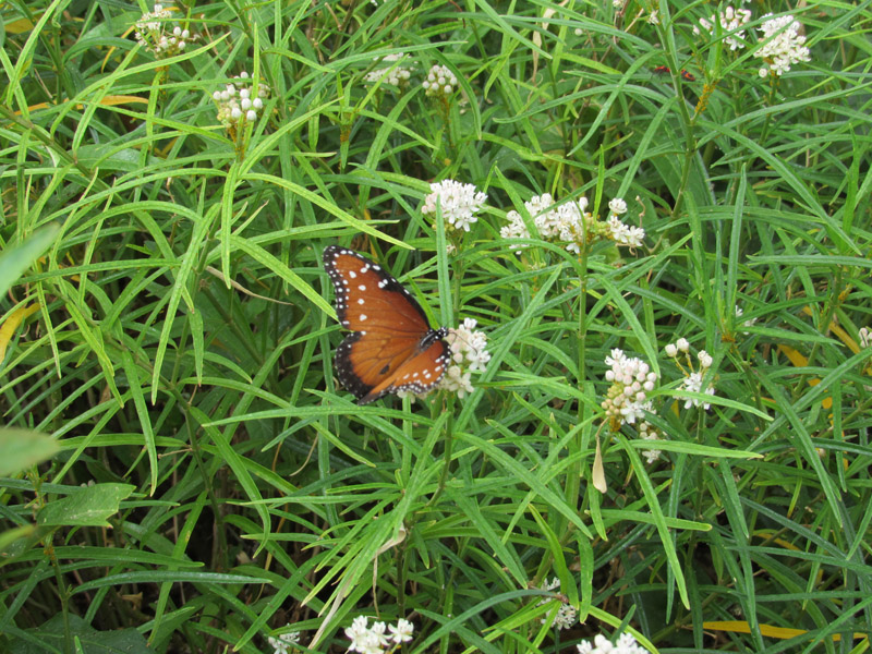 Mariposa reina macho sobre algodoncillo Bloom