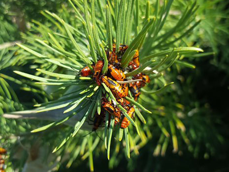 Cluster of Milkweed Bugs