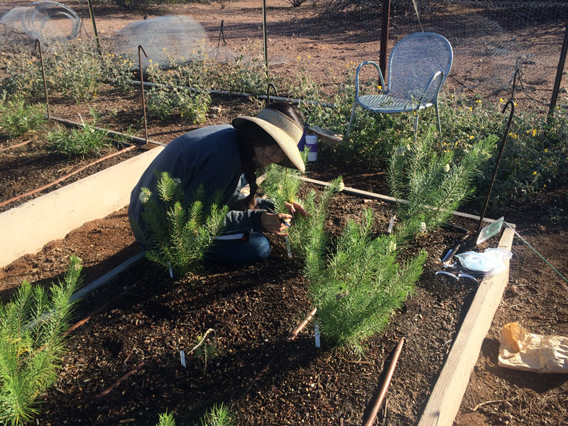 Natalie Melkonoff in the Propagation Area