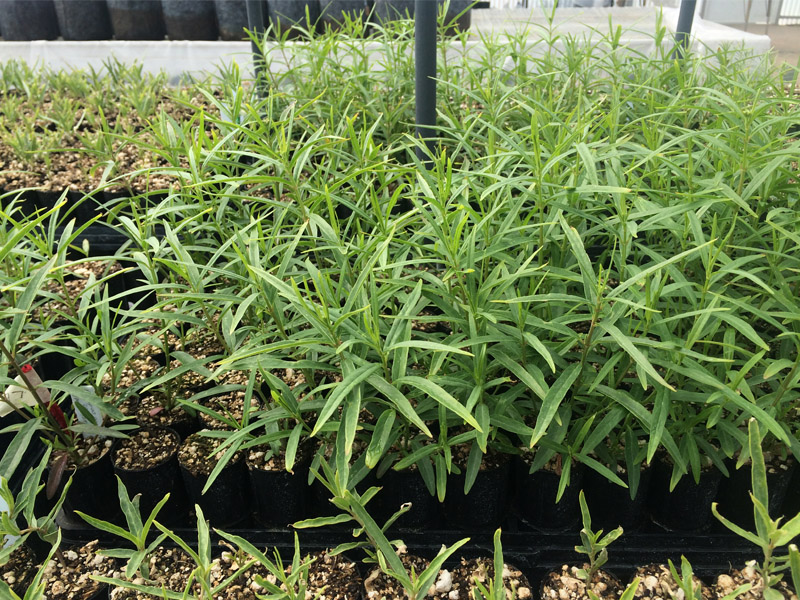 Plantas de algodoncillo en propagación