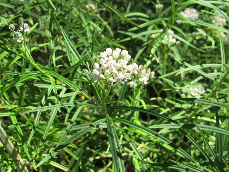 Asclepias angustifolia