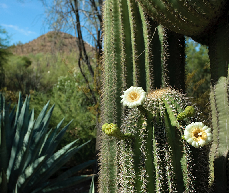 Saguaro with Blooms