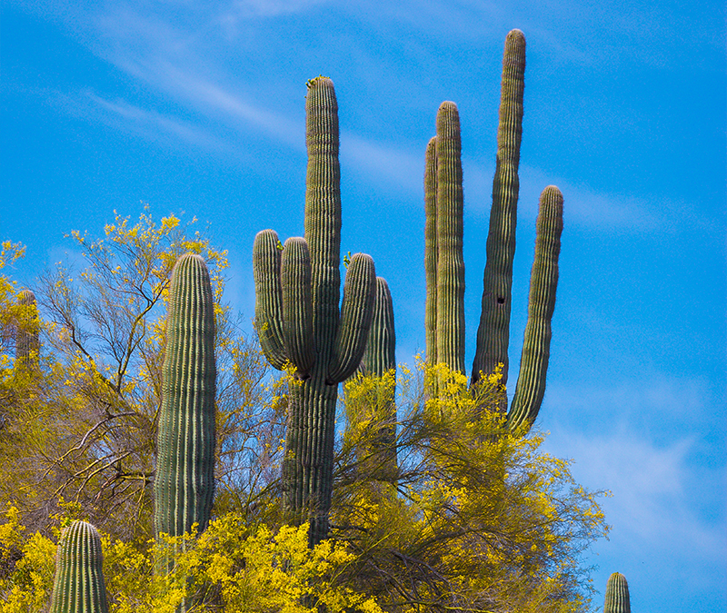 Saguaro Standing Tall