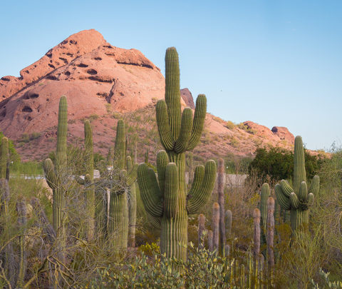 A Disappearing Icon | Desert Botanical Garden