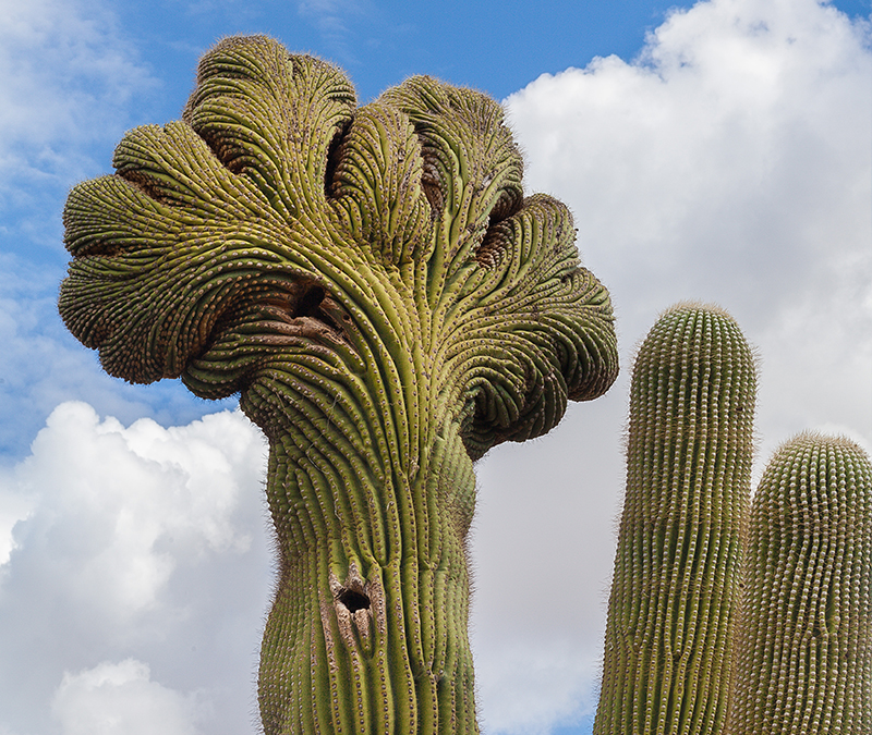 Cactus Saguaro Crestado