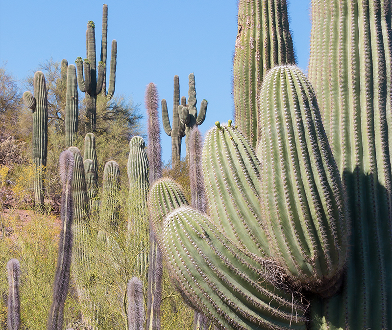 Muchos cactus saguaro