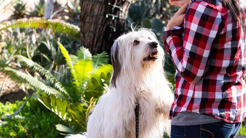 DBG_Visita_Dogs Dog sitting for a treat at the Garden