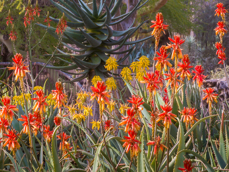 Floraciones de Aloe