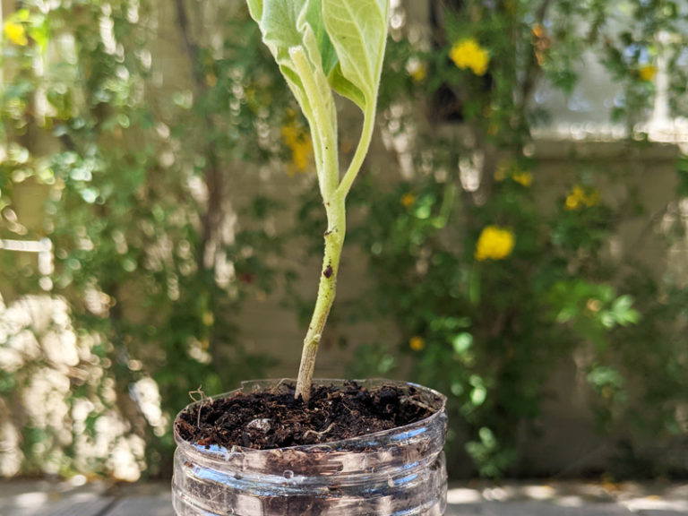 Repurposing Plastic Water Bottles & Jugs for Gardening Planters