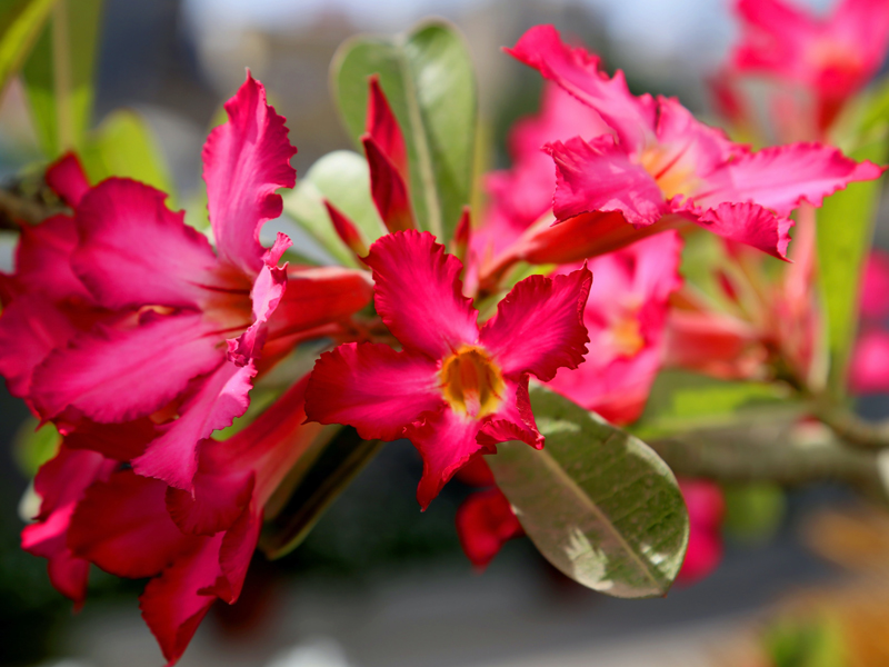 Adenium Blooms