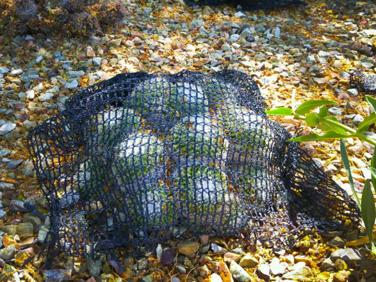 Summer-Sustainable Gardens