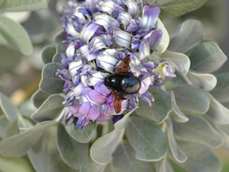 Carpenter bee on xylocopa veripuncta photographer Ted Meyers