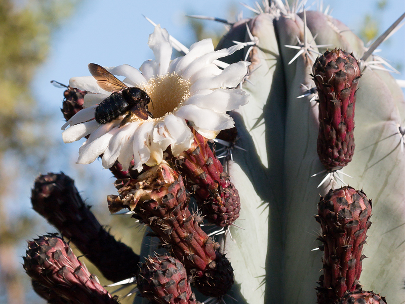 Abeja carpintera en una flor de cactus
