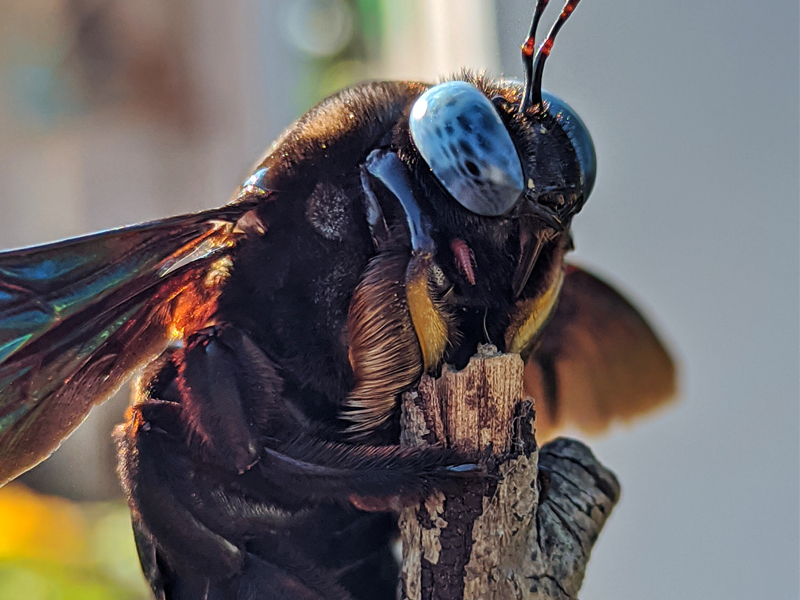 Carpenter Bee close-up