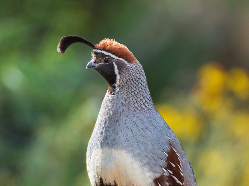 Plume Power | The Mystery of Gambel’s Quail