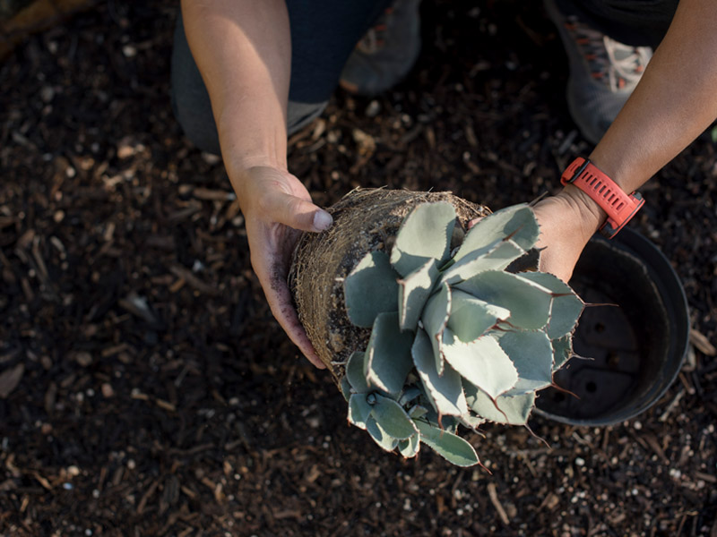 Planting an Agave