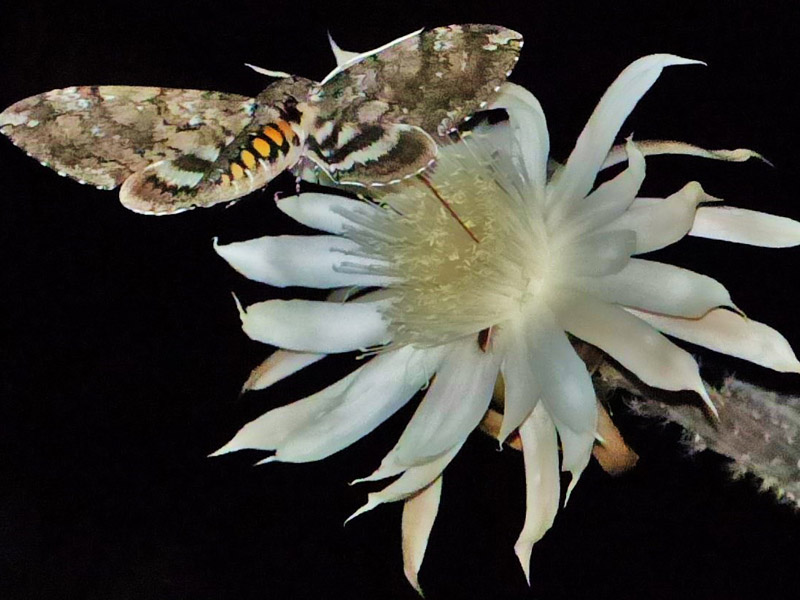 Hawk Moth Pollinating a Queen of the Night Bloom