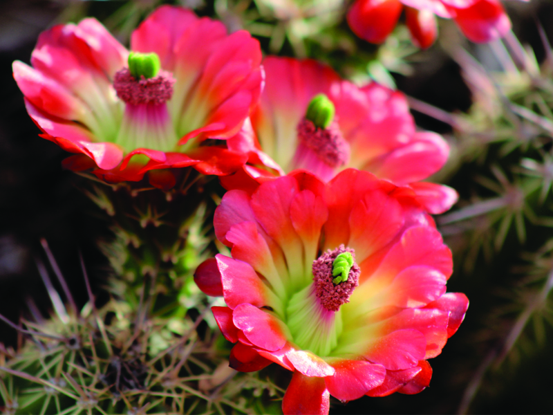 Cactus erizo en flor