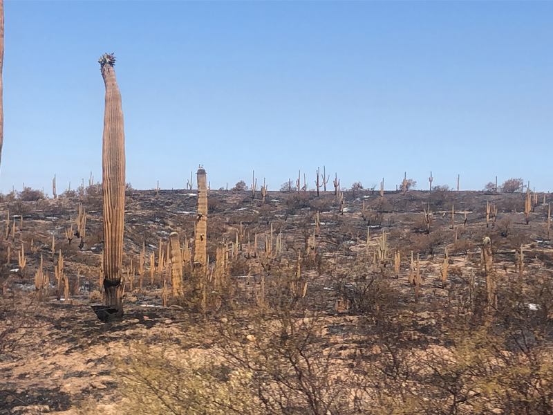 Burnt Saguaro