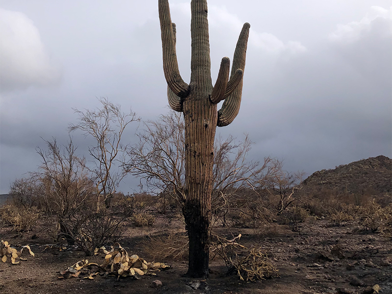 Burnt saguaro after a wildfire