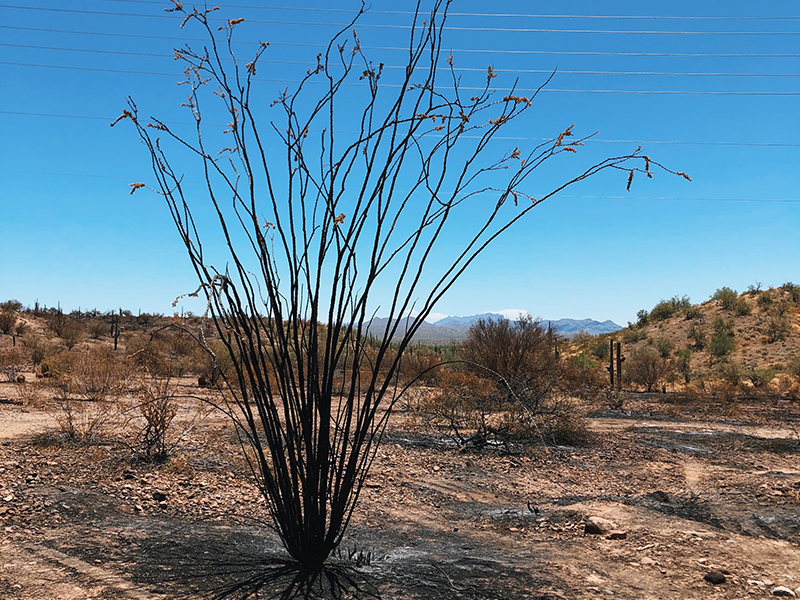 Burnt ocotillo after a wildfire