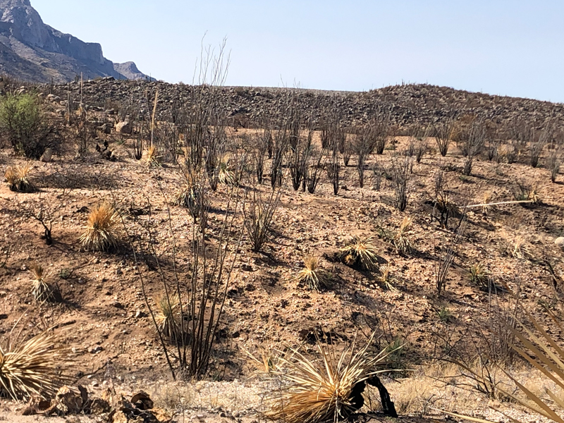 Arizona wildfire damage