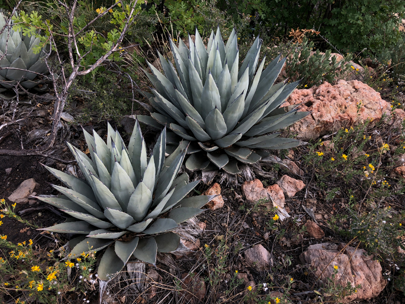 Agaves survived a wildfire