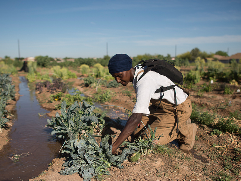 21 U.S. Urban Agriculture Public Garden-Community Partner Collaborations Awarded Funds