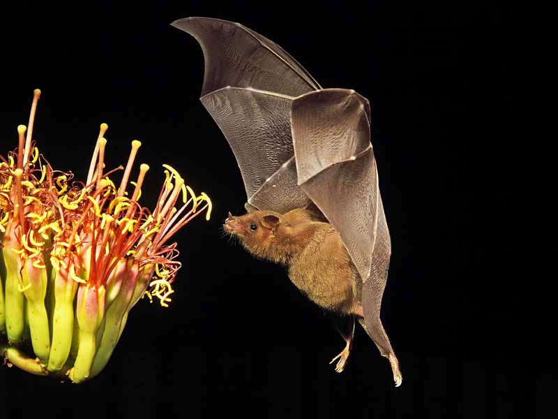 Murciélago acercándose a las flores en la noche por John Hoffman