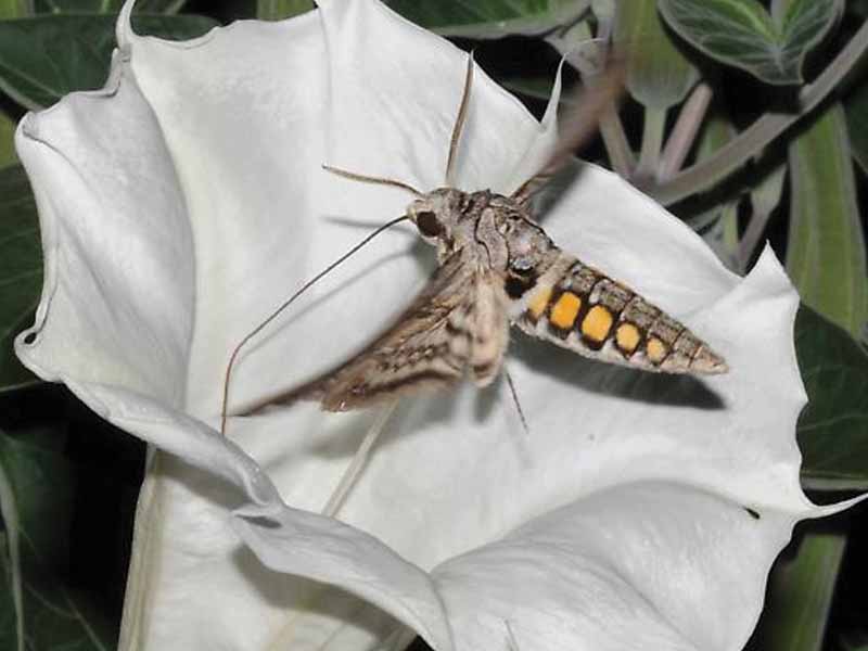 Moth on Night Bloomer by Sara Wright