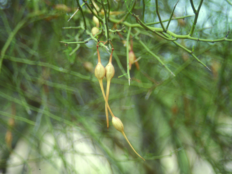 Palo Verde Tree Seeds