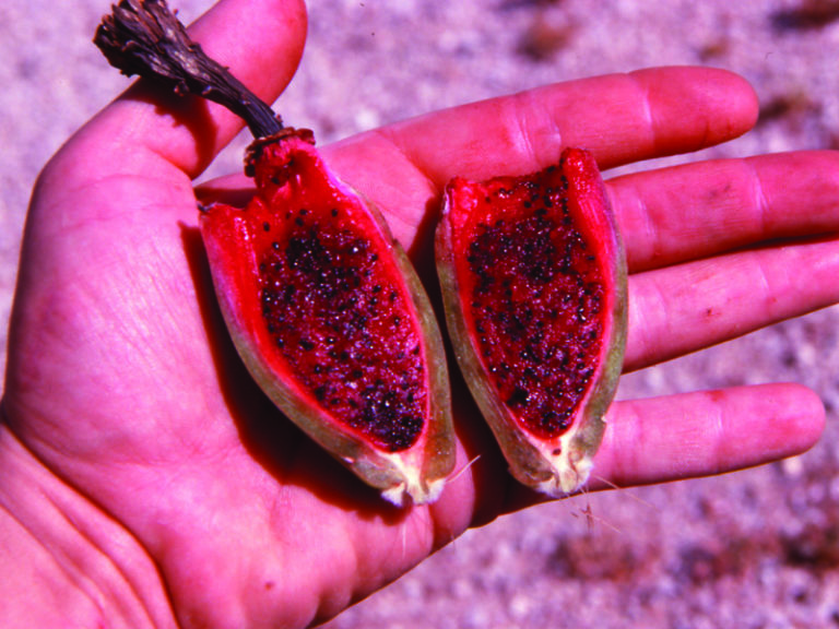 Fruits that Grow in the Desert