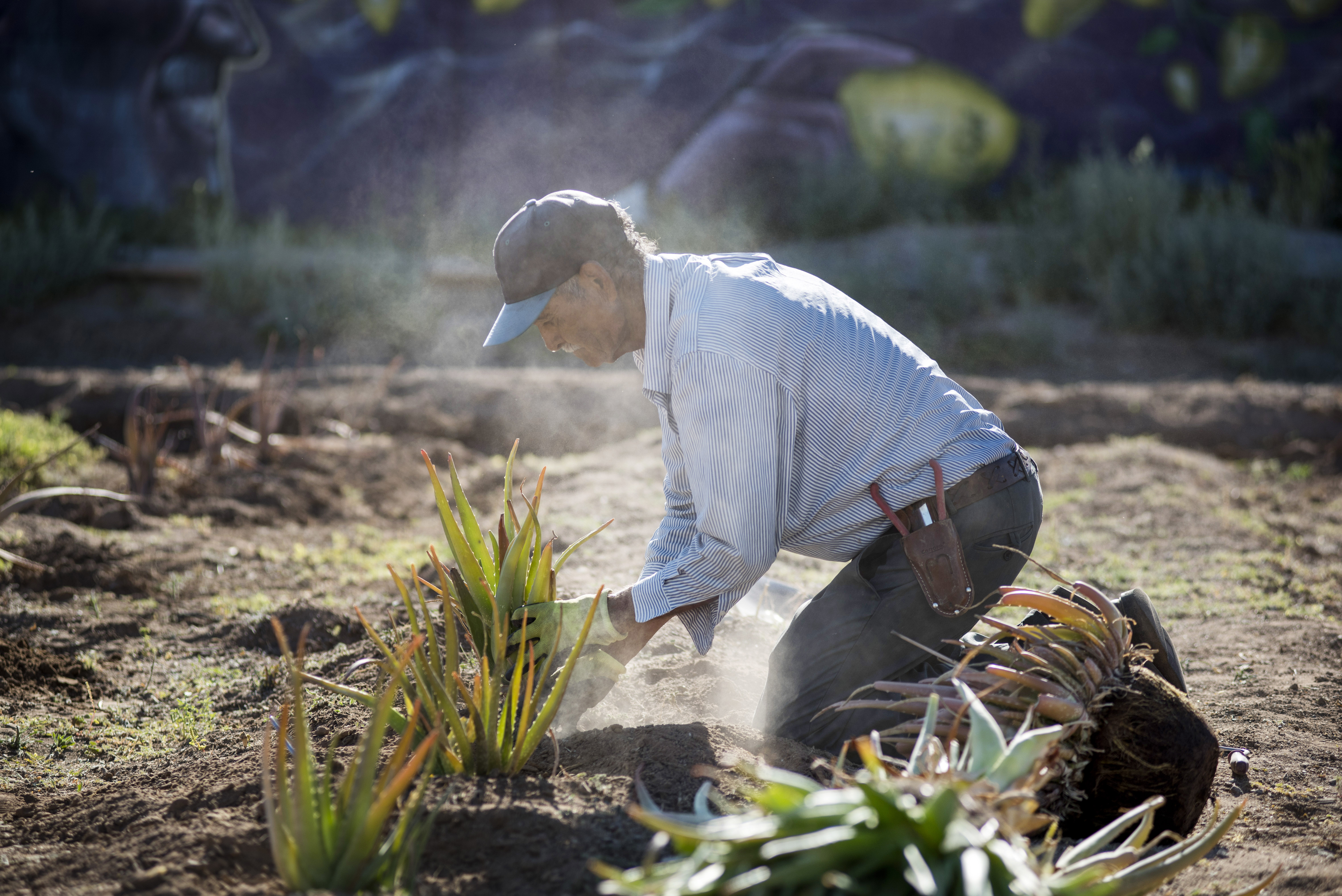 Farmer Planting Cactus at Spaces of Opportunity