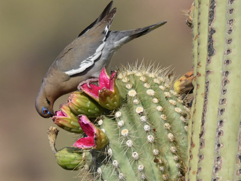 Is Saguaro Cactus Fruit Edible?