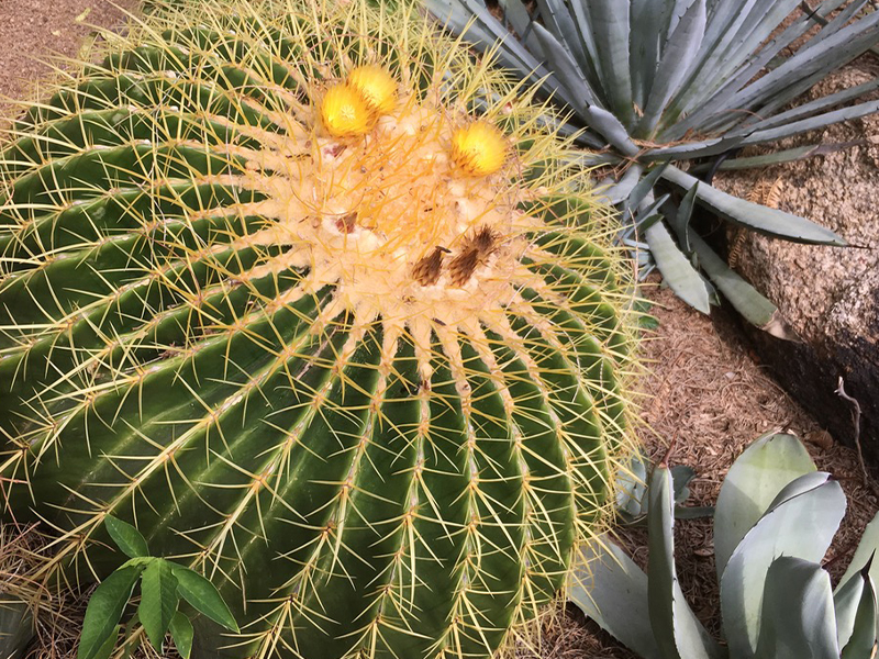 El Cactus Barril Dorado | Tan común, pero en peligro de extinción