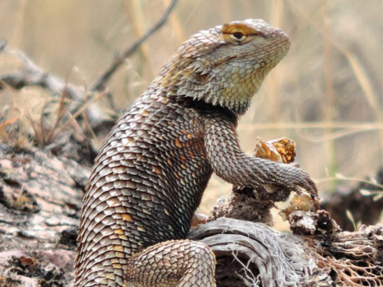 Naturalist Corner | It’s a dinosaur? It’s not!