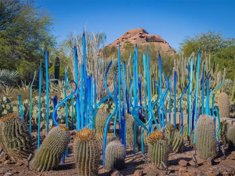 Desert Botanical Garden In Phoenix Arizona, Desert Landscape Plants Arizona