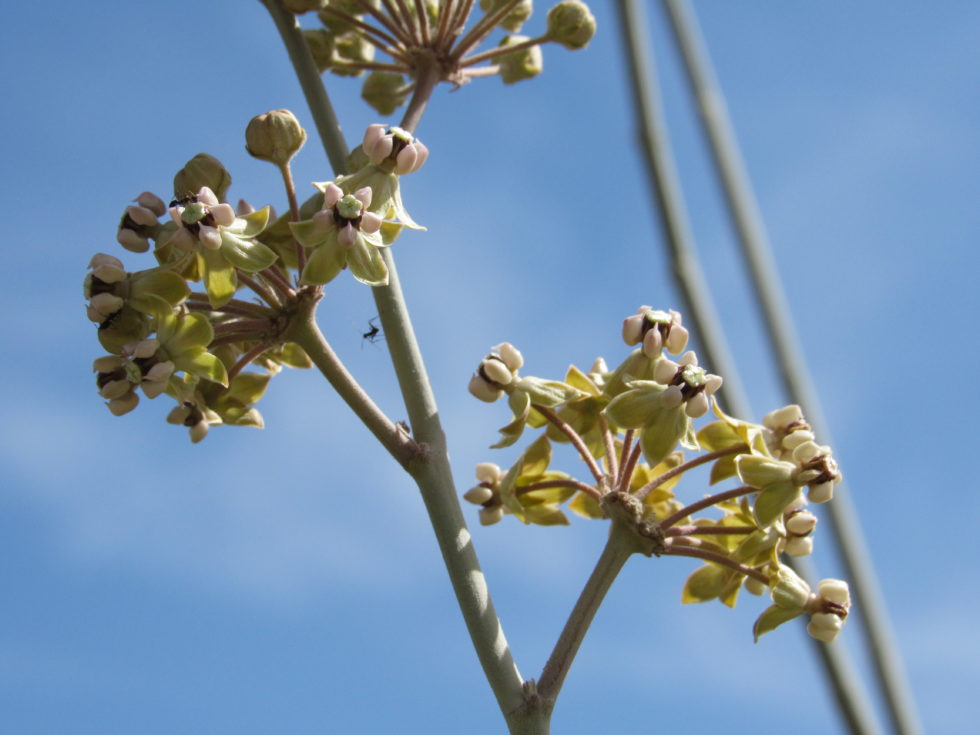 Planting for Monarchs in Phoenix