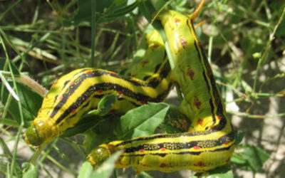Yellow Hornworms Invade Phoenix