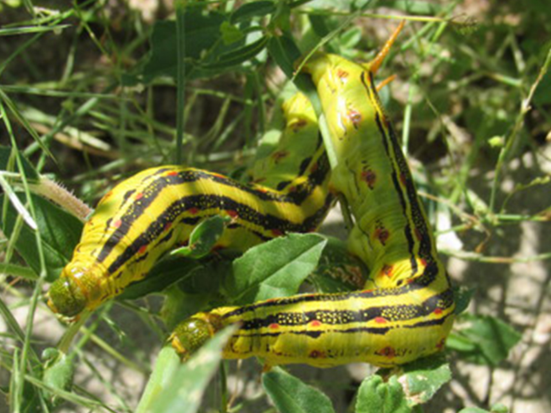 Yellow Hornworm Caterpillars Invade Phoenix
