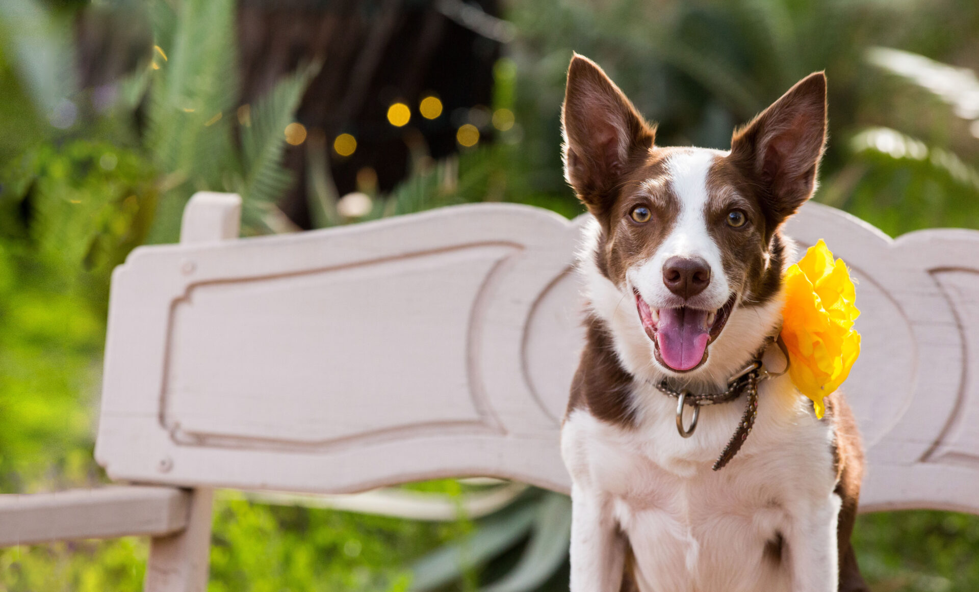 is desert botanical garden dog friendly