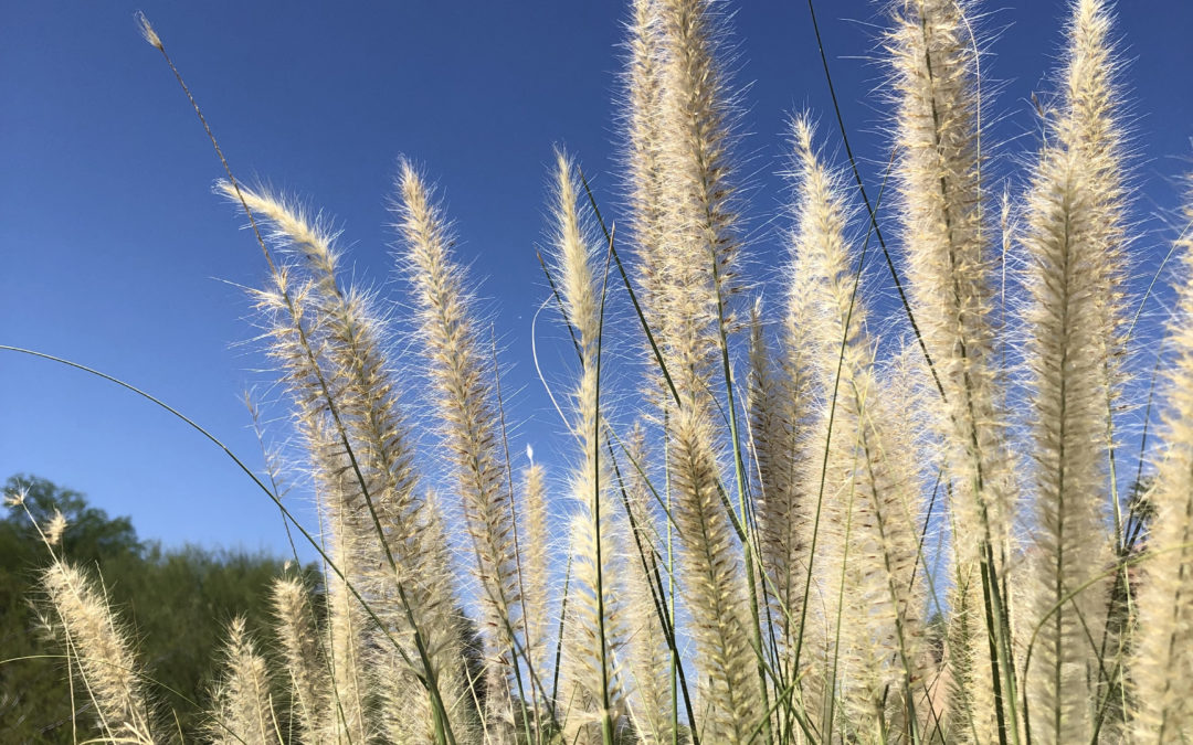 Únase a la EcoQuest de octubre: Gander at Grasses