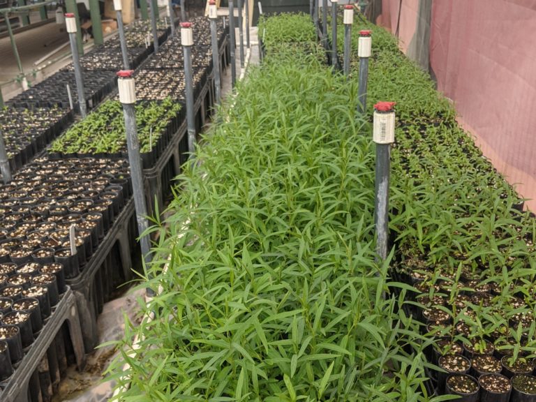 New grant funded to study beneficial milkweed in the southwest