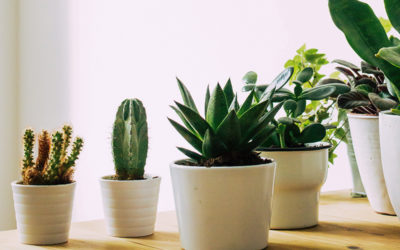 5 consejos para mantener sanas tus plantas de interior