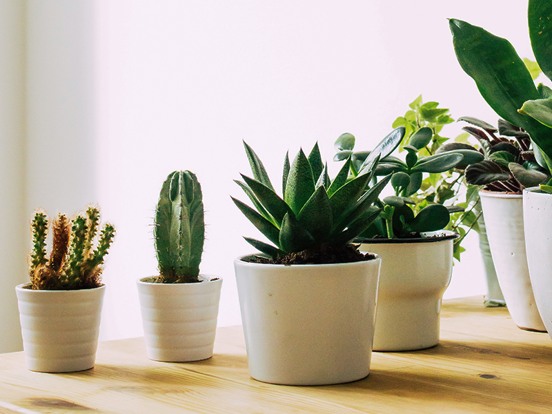 5 Tips To Keep Your Indoor Plants Healthy
