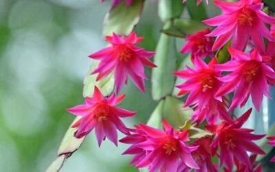 Care And Maintenance of Holiday Cactus
