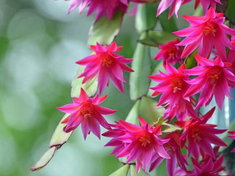 Care And Maintenance of Holiday Cactus